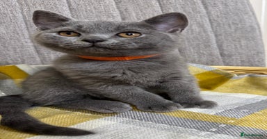British Shorthair cats - Advert 3