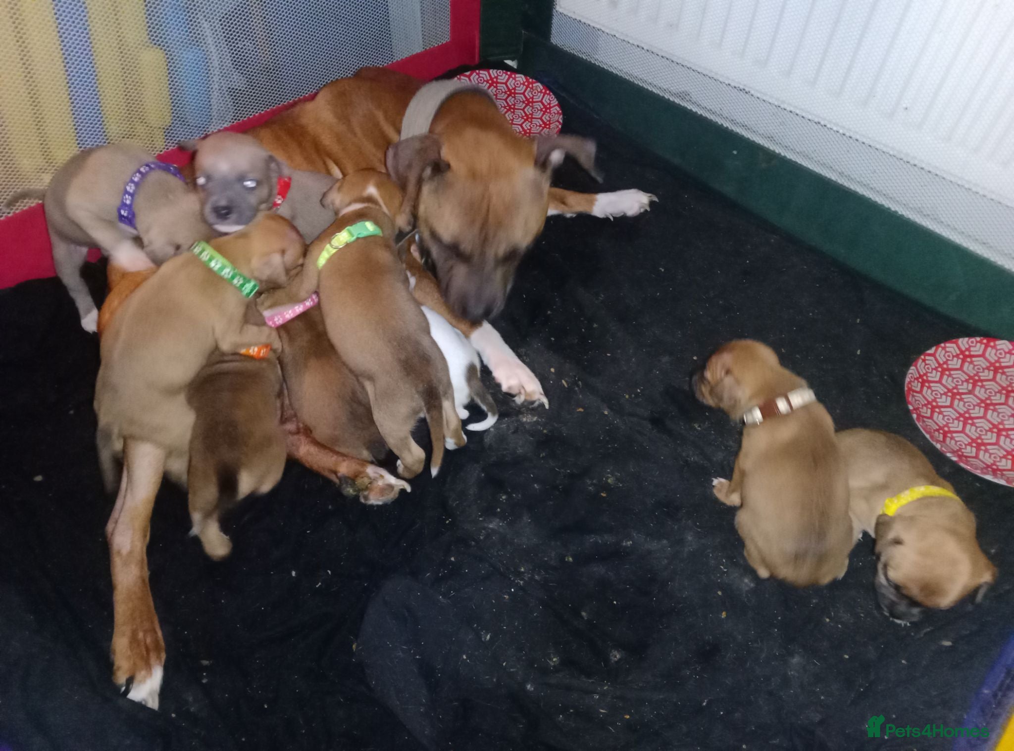 Staffordshire Bull Terrier dogs Staffy puppies for sale ready early july - Advert 1