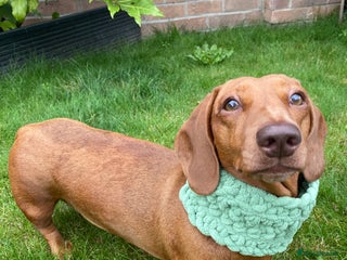 Miniature Dachshund dogs - Advert 13