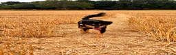 Mixed Breed dogs for sale: Indie in East Grinstead - Advert 4