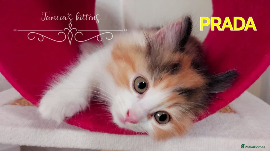 Ragdoll cats for sale: BEAUTIFUL CROSS RAGDOLL/PERSIAN 😻😻😻😻 - Image 8