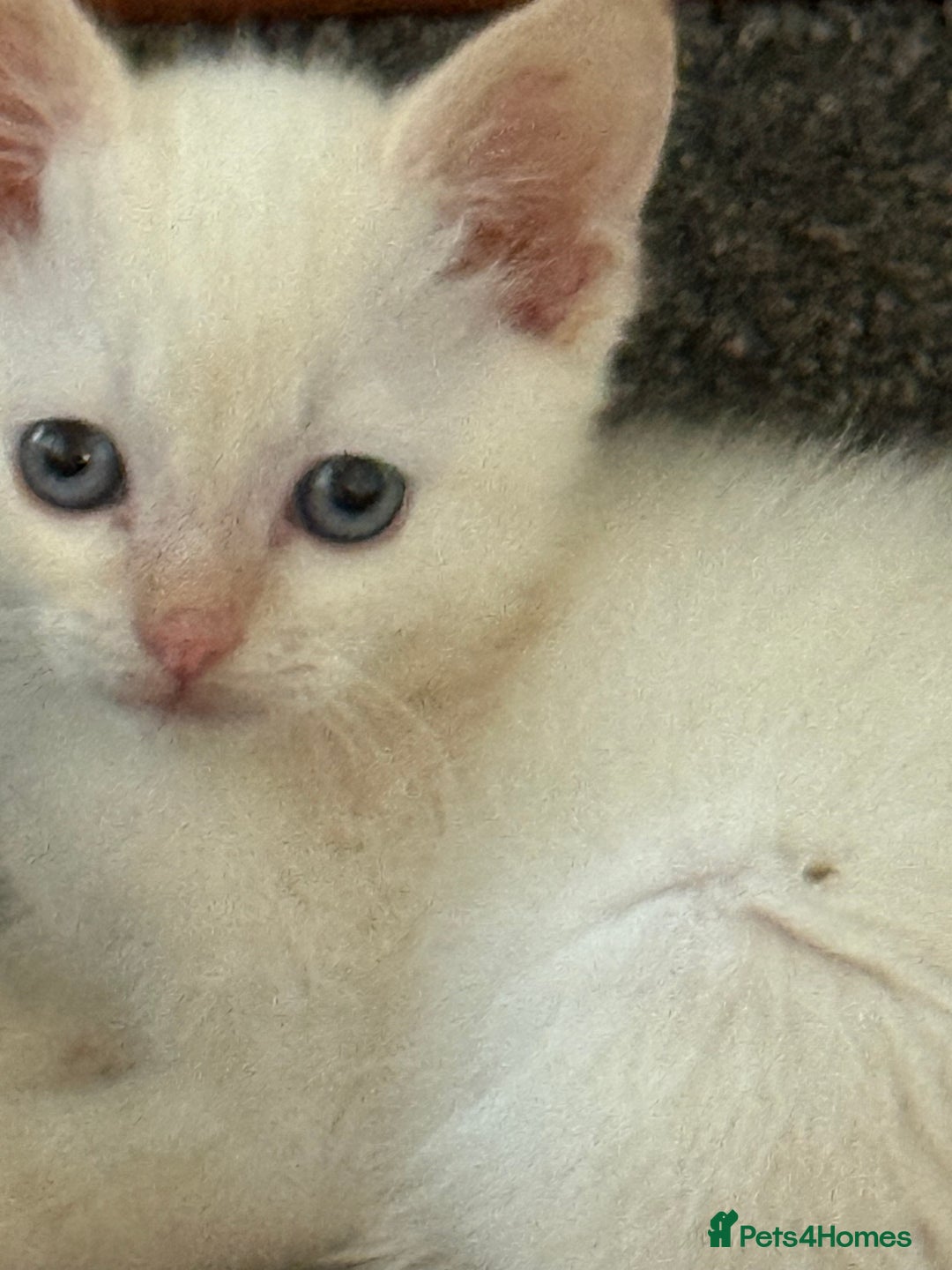Ragdoll cats for sale: ADORABLE RAGDOLL KITTENS - READY NOW - Image 27