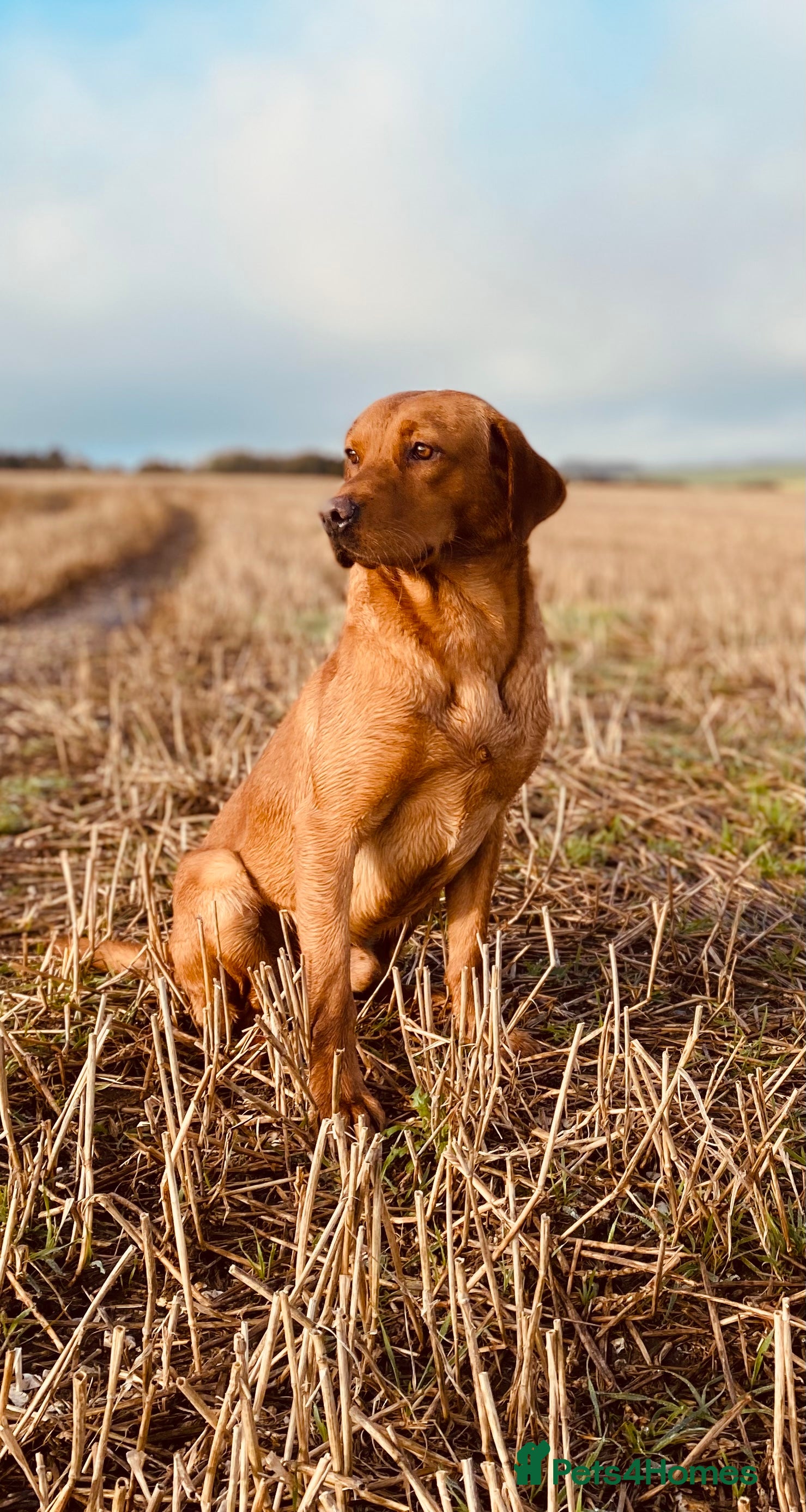Labrador Retriever dogs Kenynten Take The Field available for Stud in Driffield - Advert 14