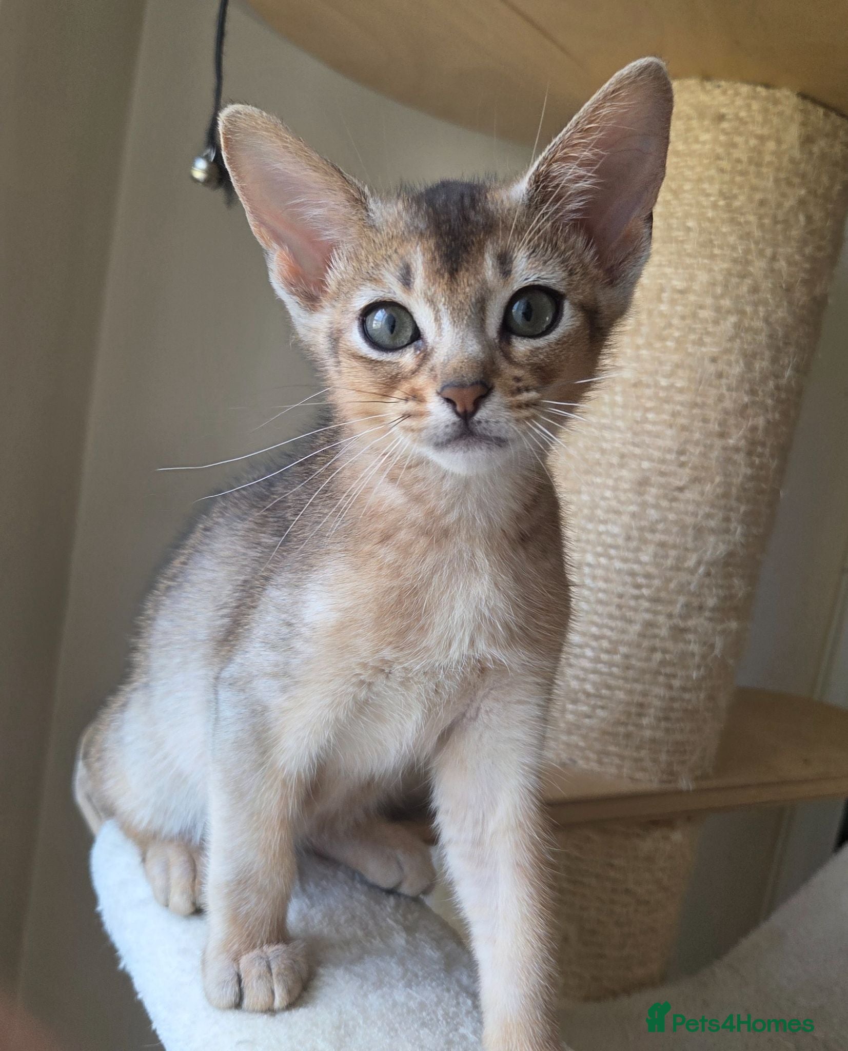 Abyssinian cats  💥 Only 1 boy available! ❤️ - Advert 2