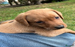 Labrador Retriever dogs for sale: Dark Red and Yellow KC reg DNA Clear Lab Puppies - Image 32