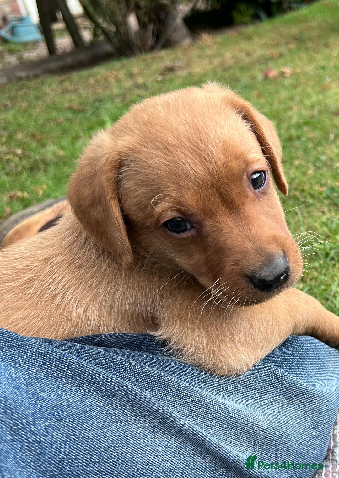 Labrador Retriever dogs for sale: Dark Red and Yellow KC reg DNA Clear Lab Puppies - Image 32