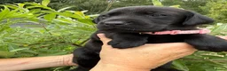 Labrador Retriever dogs for sale: Beautiful KC Black Labrador Retriever Puppies  - Advert 13