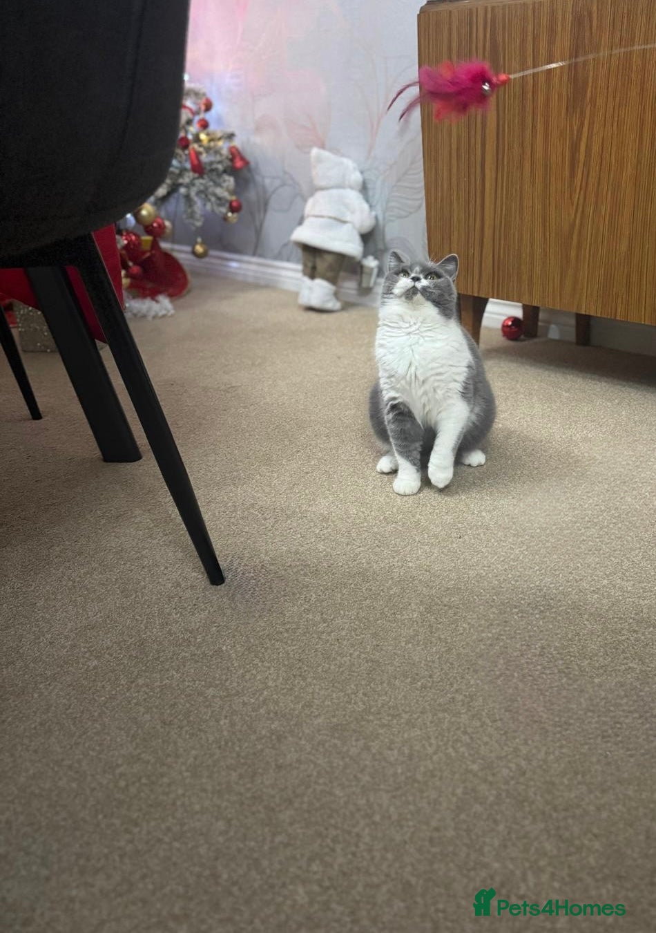 British Shorthair cats British shorthair  - Advert 15