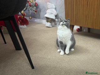 British Shorthair cats British shorthair - Advert 15