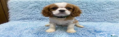 Cavalier King Charles Spaniel Puppy 2