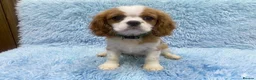 Cavalier King Charles Spaniel dogs for sale: Cavalier King Charles  - Advert 4