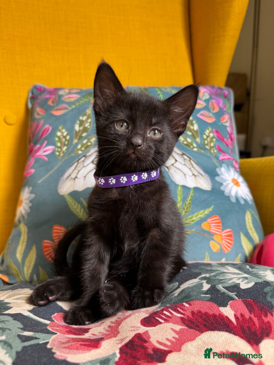Mixed Breed cats for sale: 6 lovely black kittens looking for new homes - Image 4