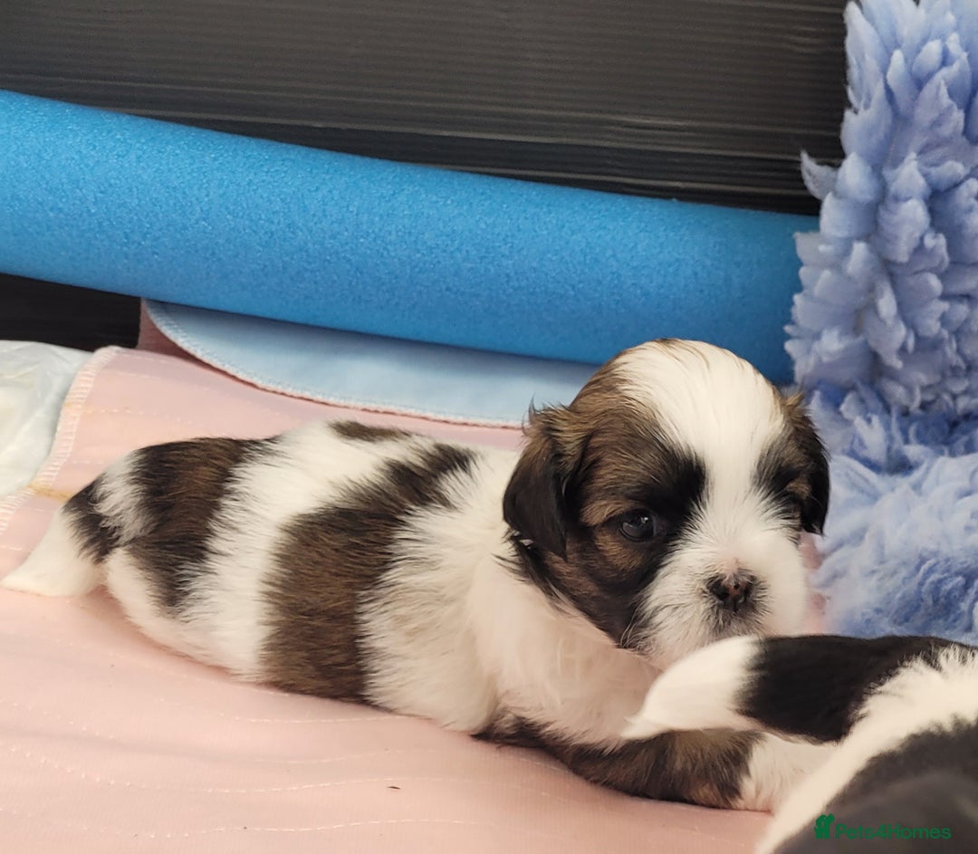 Shih Tzu dogs for sale: Beautiful Shih Tzu Puppies - Image 34
