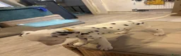 Dalmatian dogs for sale: 🐾 Stunning KC Pedigree Dalmatian Puppies 🐾 - Advert 4