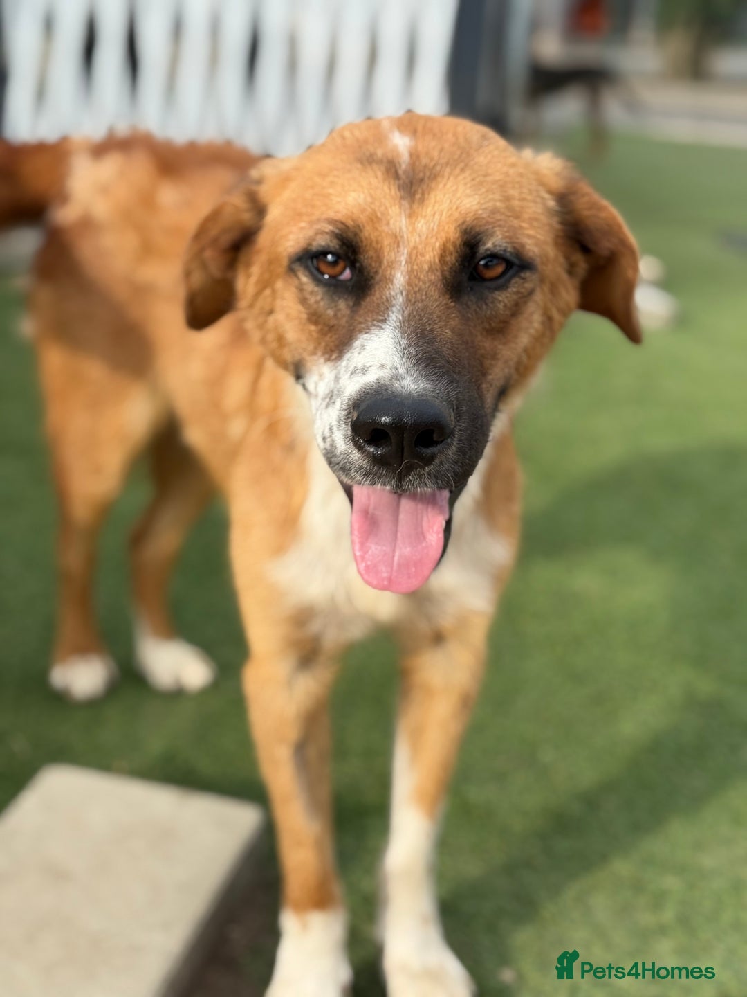 Mixed Breed dogs for adoption: Sweet Armin looking for LOvE - Image 3