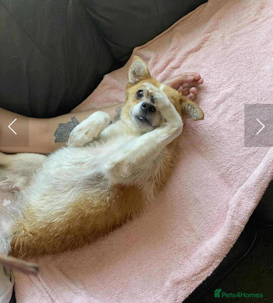 Mixed Breed dogs for adoption: Cooper - Image 3