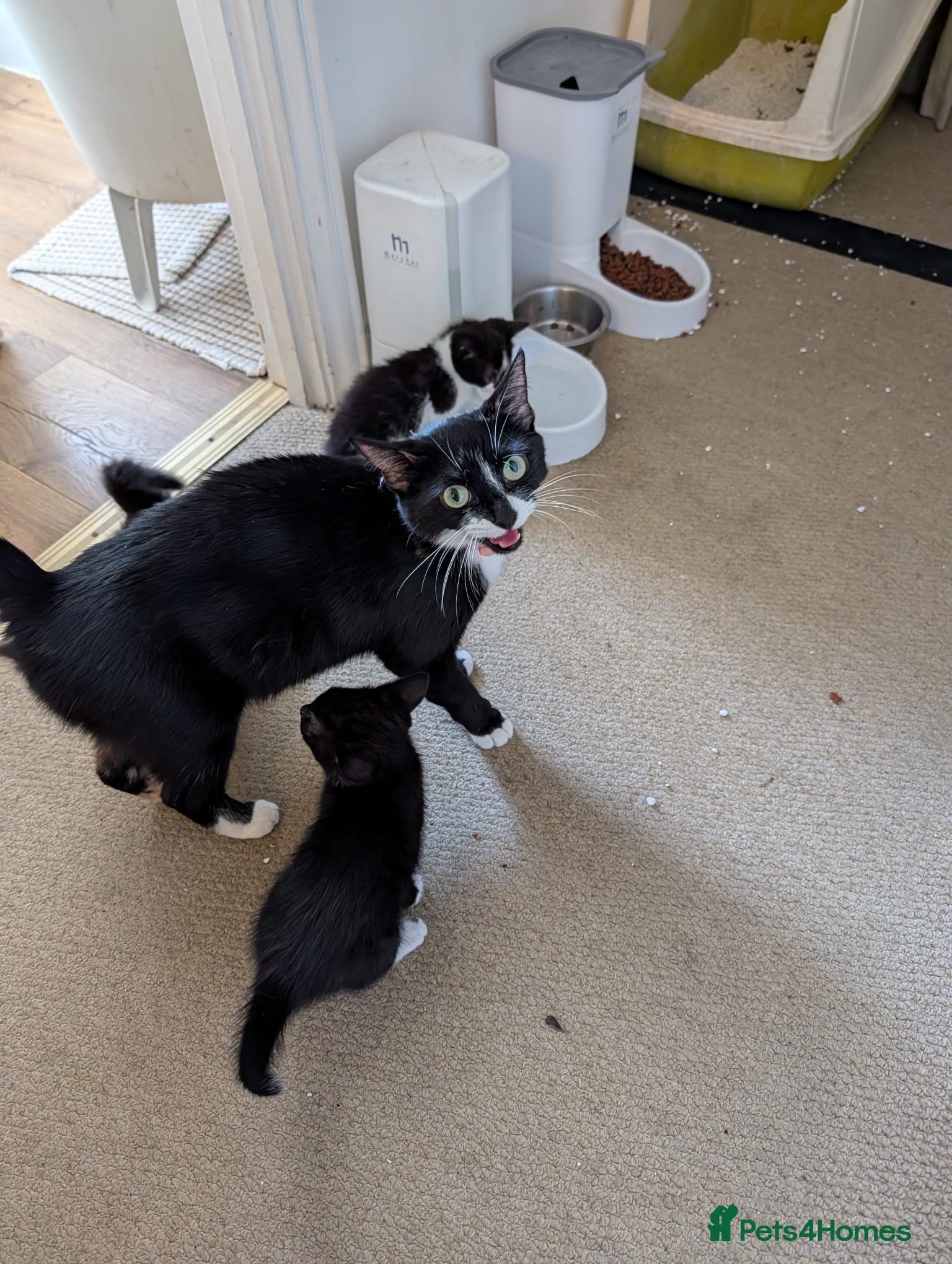 Mixed Breed cats Beutiful Mixed Breed Kittens - Advert 1