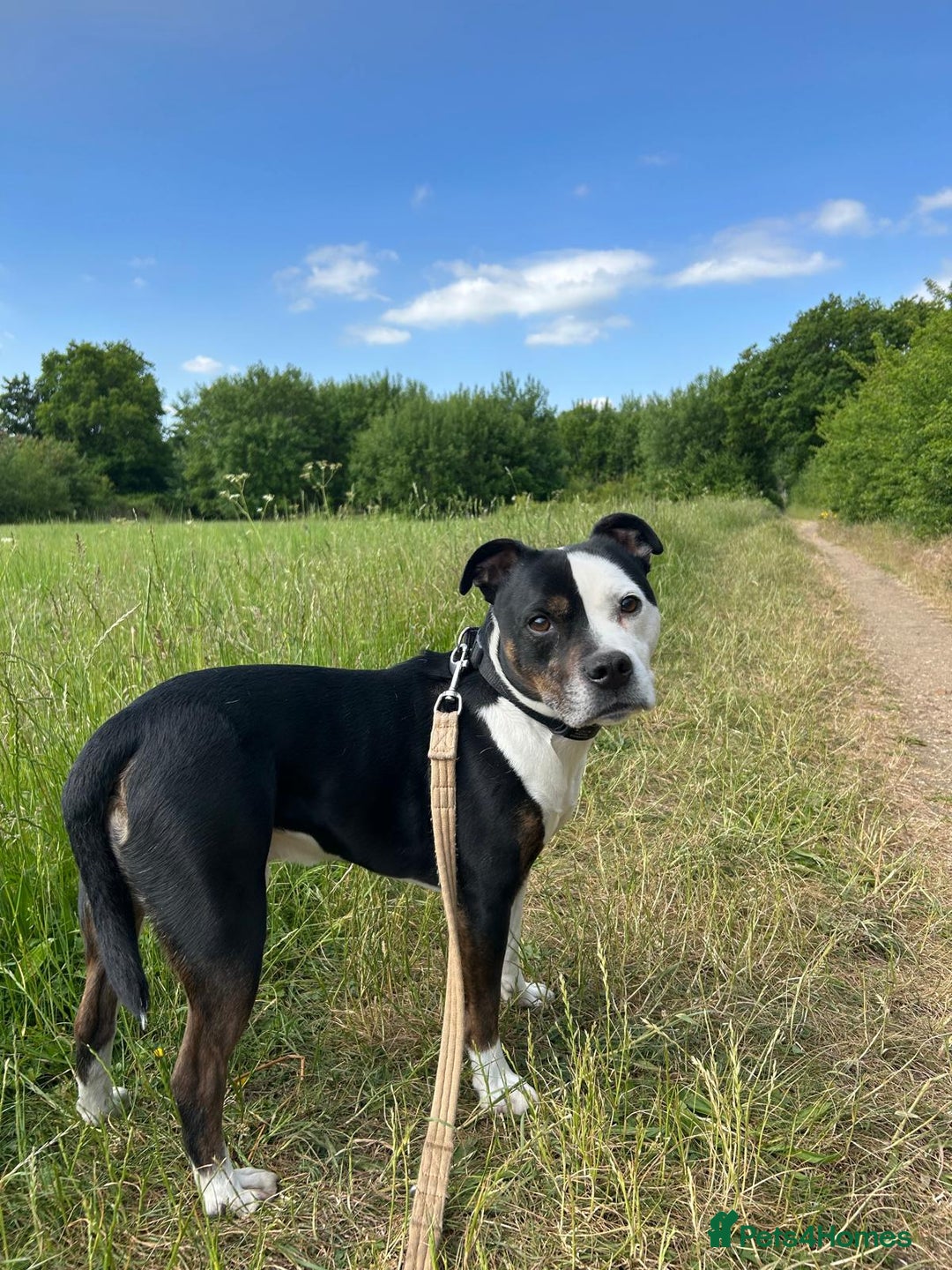 Staffordshire Bull Terrier dogs for sale: Gorgeous Soppy Staffy Looking For His Next Home - Advert 4