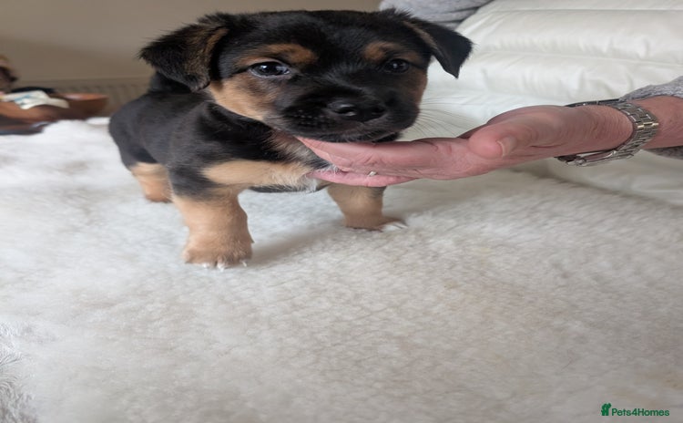 Jack Russell dogs Black & tan Jack Russel boy - Advert 10