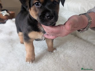 Jack Russell dogs Black & tan Jack Russel boy - Advert 9