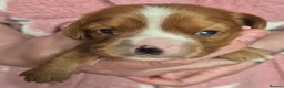 Cavalier King Charles Spaniel dogs for sale: Lonely MALE Puppy needing HOME. - Advert 2