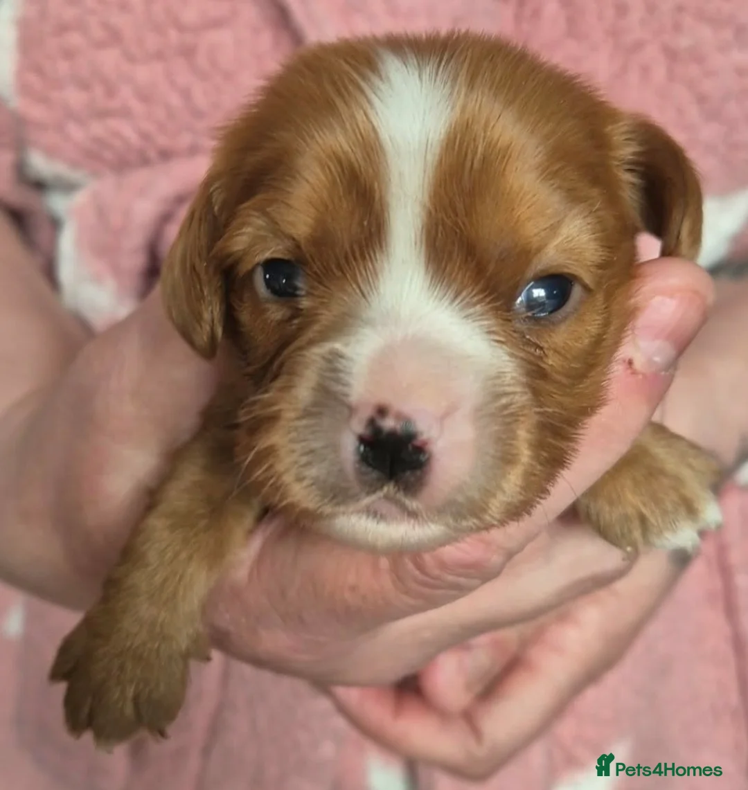 Cavalier King Charles Spaniel dogs for sale: Lonely MALE Puppy needing HOME. - Advert 2