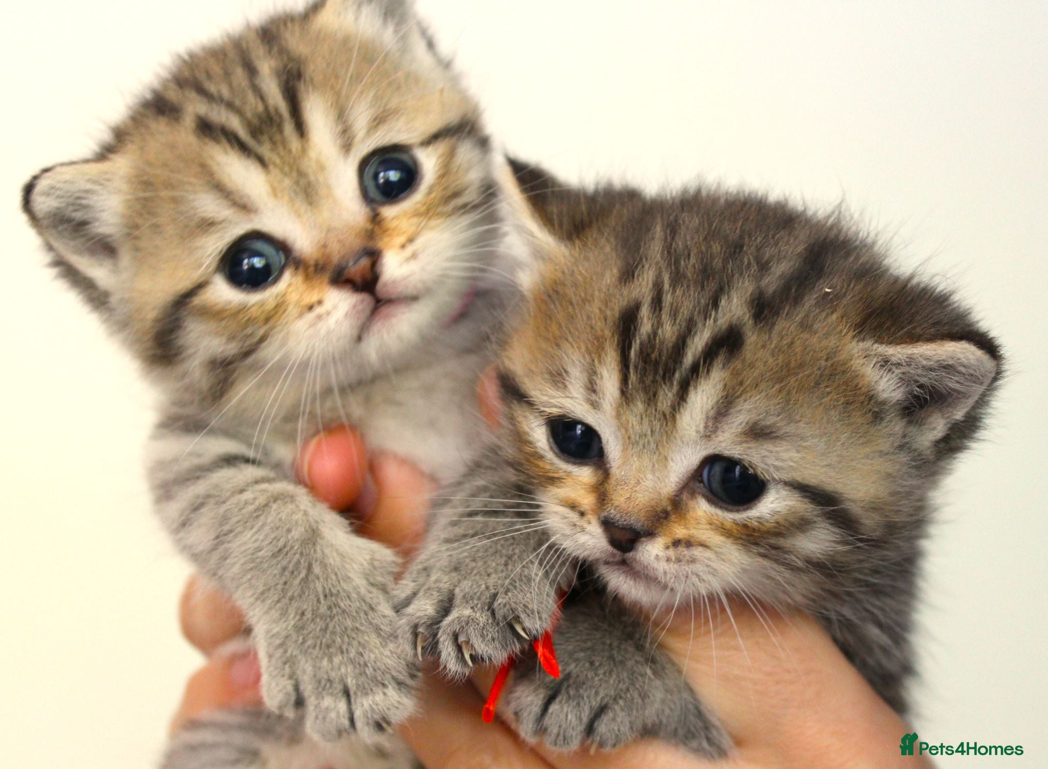 British Shorthair cats for sale: Gorgeous Golden Tabby ✨ British Shorthair Kitten ⭐ - Advert 3