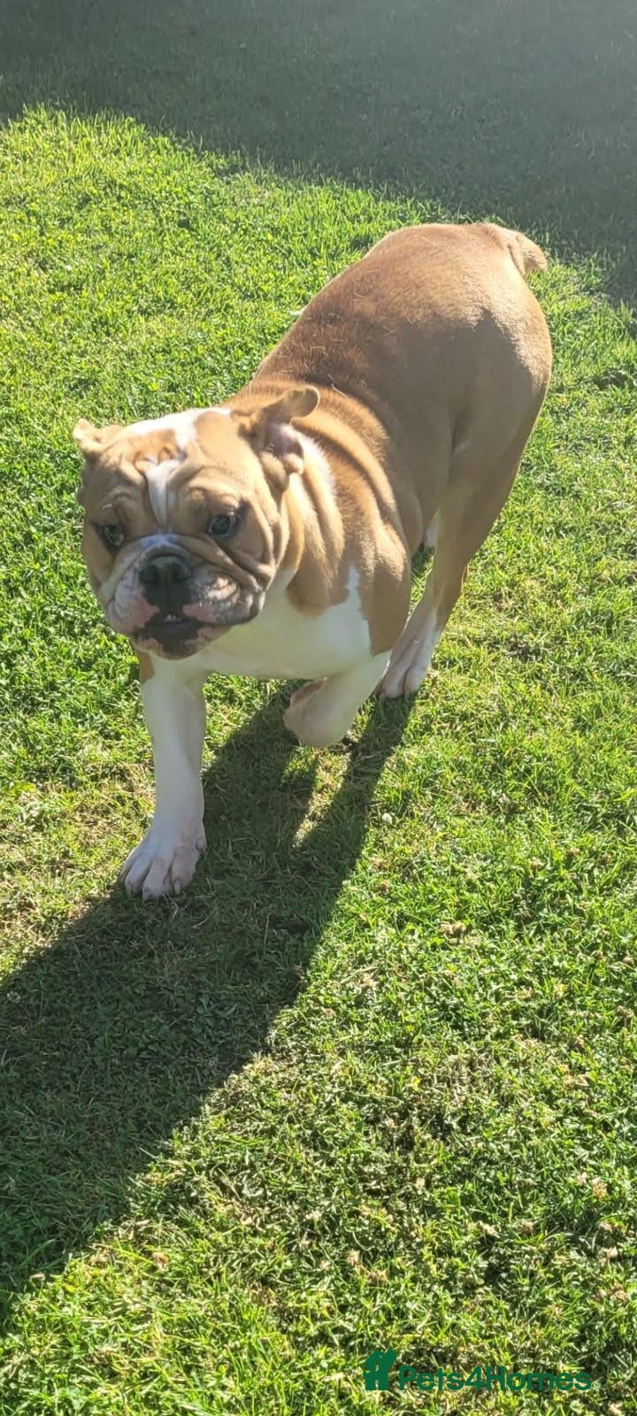 English Bulldog dogs Kc registered English Bulldog 4 years old  - Advert 10