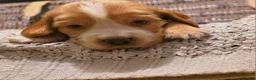 Cocker Spaniel dogs for sale: KC Registered Show cocker spaniel  - Advert 19