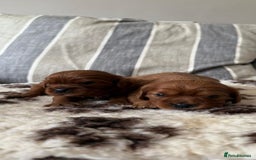 Cavalier King Charles Spaniel dogs for sale: K C registered Ruby Cavaliers - health tested  - Image 2