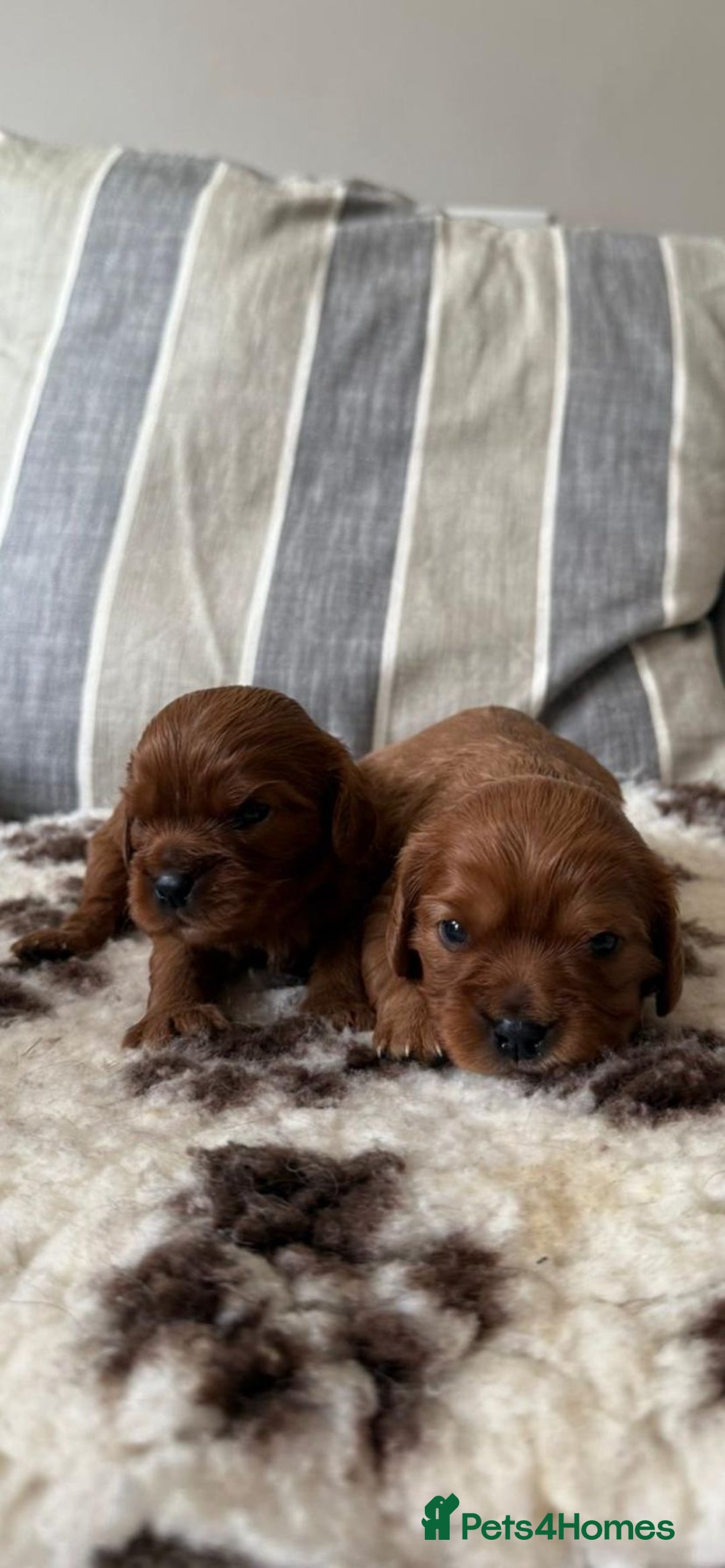Cavalier King Charles Spaniel dogs for sale: K C registered Ruby Cavaliers - health tested  - Image 2