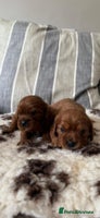 Cavalier King Charles Spaniel dogs - Advert 5