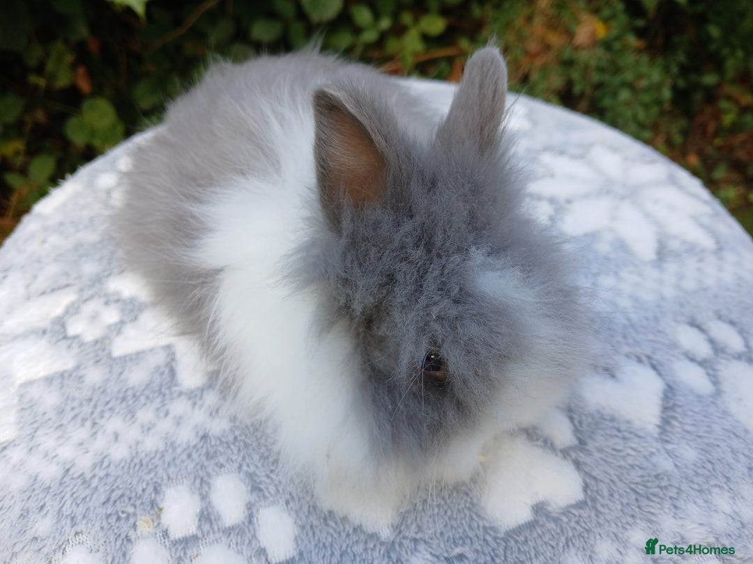 Lionhead rabbits for sale: Stunning DM Lionhead baby rabbits RTR - Image 4