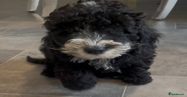 Cockapoo dogs - Advert 1