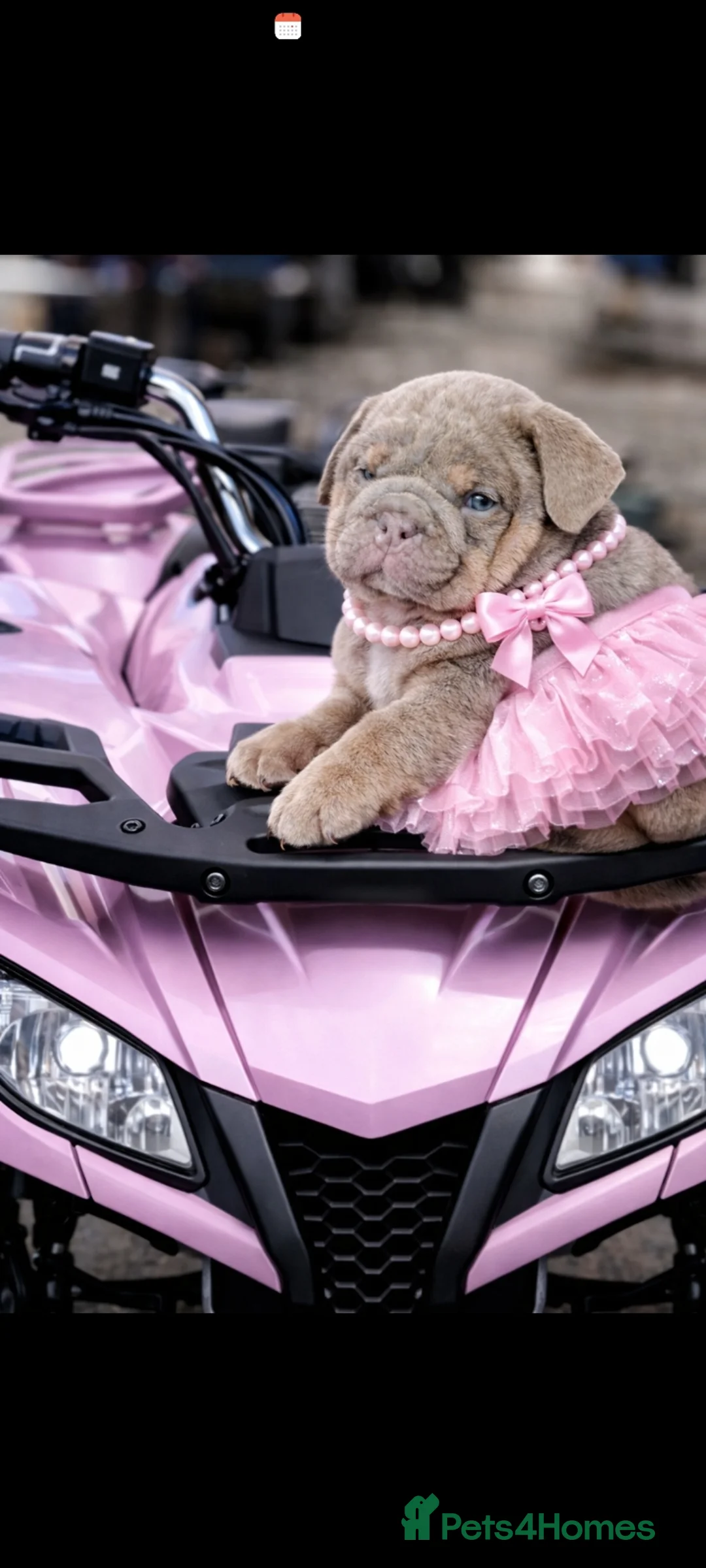 English Bulldog dogs for sale: 3 AVAILABLE VERY CHUNKY - Advert 24