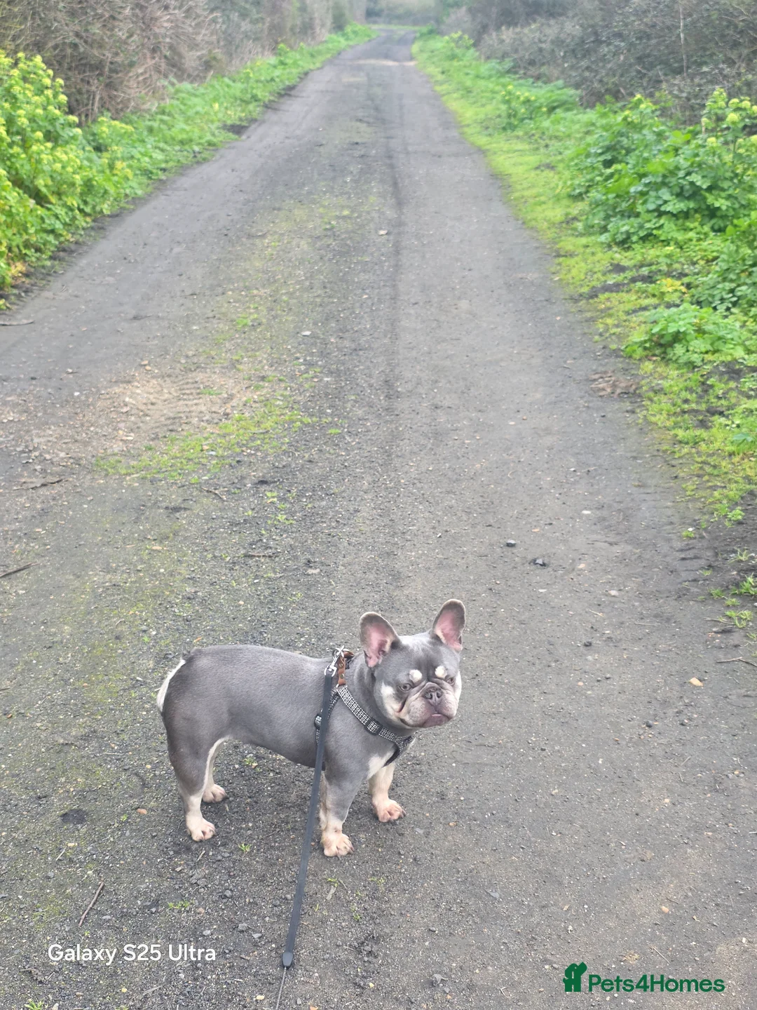 French Bulldog dogs for sale: French Bulldog in Gravesend - Advert 2