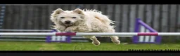 Mudi dogs for sale: KC registered Hungarian Mudi puppies  - Advert 17