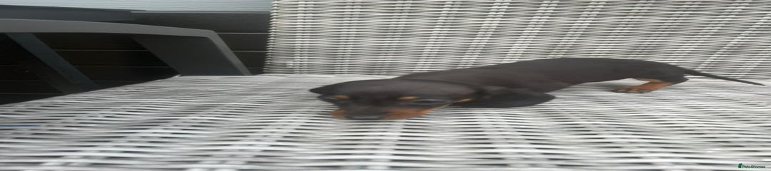 Miniature Dachshund Puppy 4