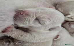 French Bulldog dogs for sale: KC Platinum French Bulldog Boy–Carrying Fluffy 🐾 - Image 15
