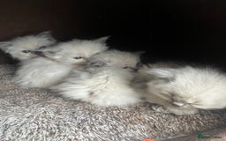 Ragdoll cats for sale: 5 Gorgeous TICA Ragdoll Kittens - Image 13