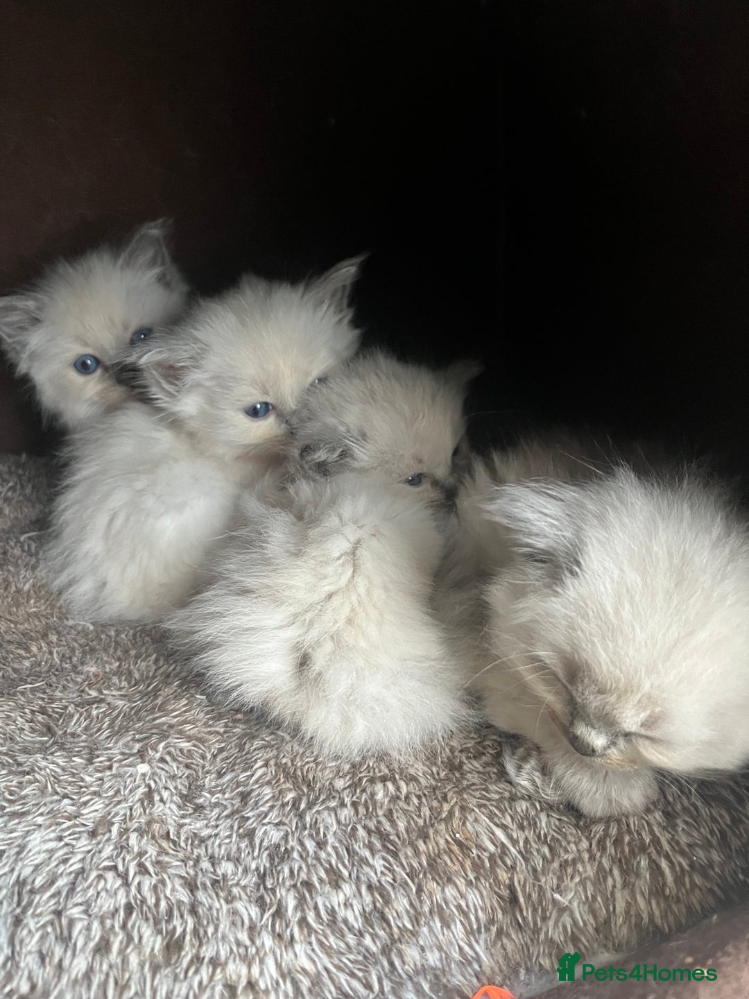 Ragdoll cats for sale: 5 Gorgeous TICA Ragdoll Kittens - Image 13