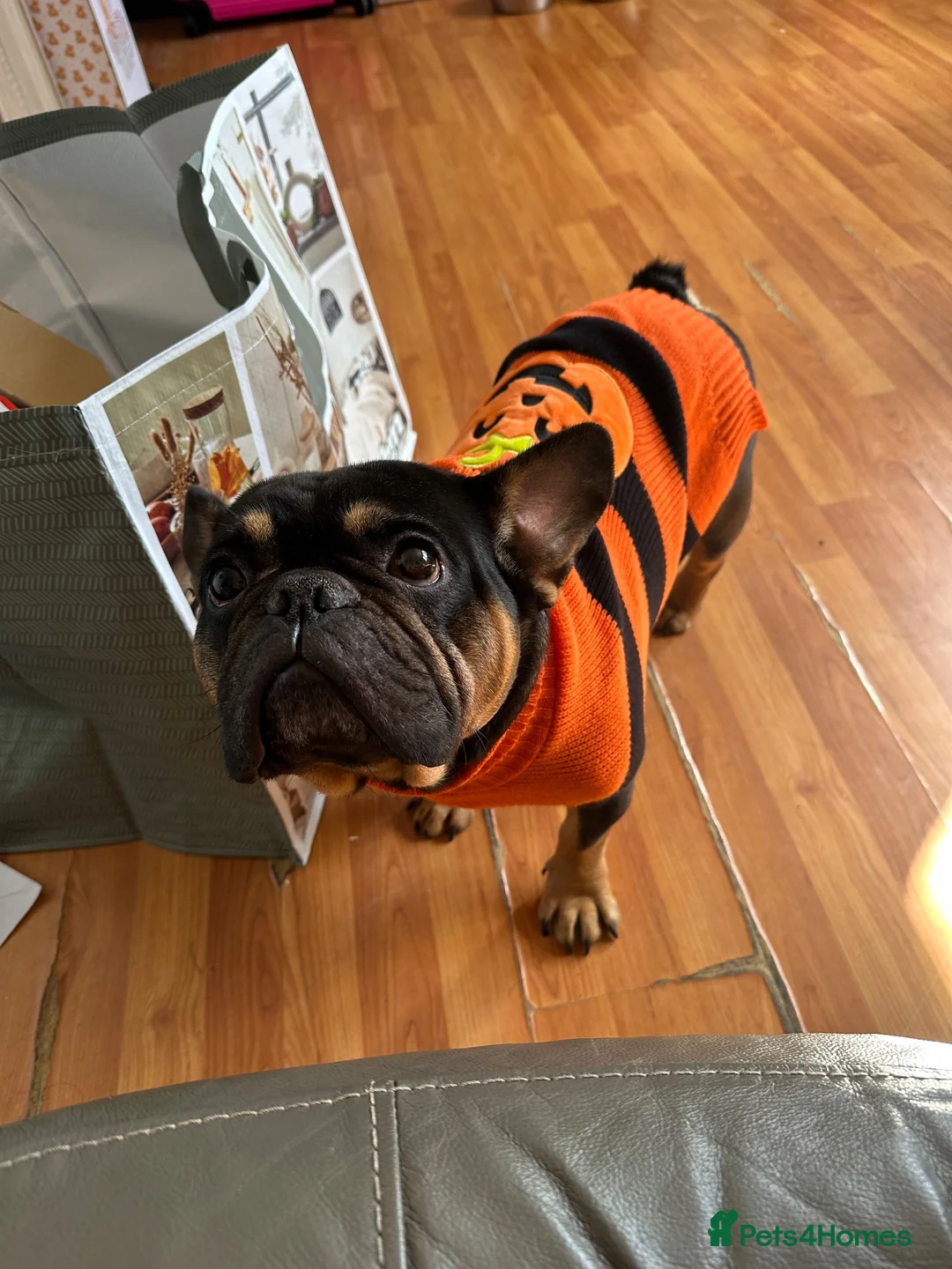 French Bulldog dogs for sale: French bulldog  - Advert 3