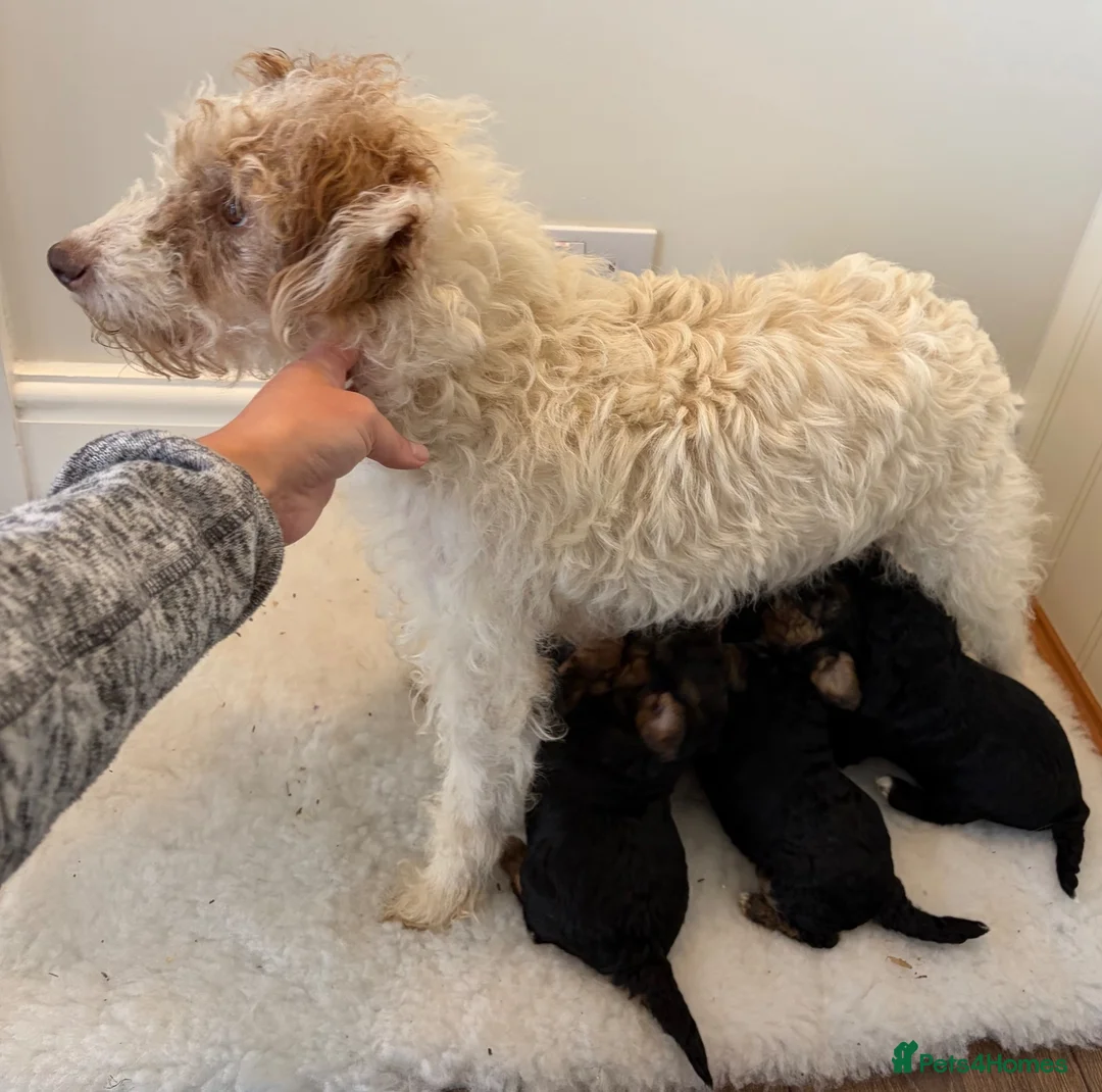 Mixed Breed dogs for sale: Terrier x poodle puppies  - Advert 14