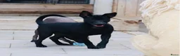 Mexican Hairless dogs for sale: Stunning coated mini. - Advert 1