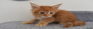 Maine Coon 1