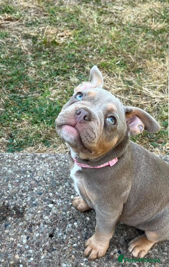 Mixed Breed dogs French bulldog +pocket bully - Advert 15