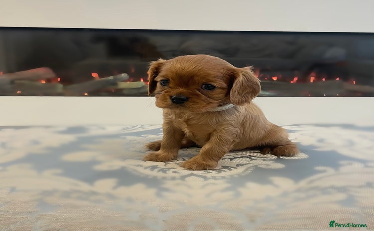 Cavalier King Charles Spaniel dogs - Advert 1