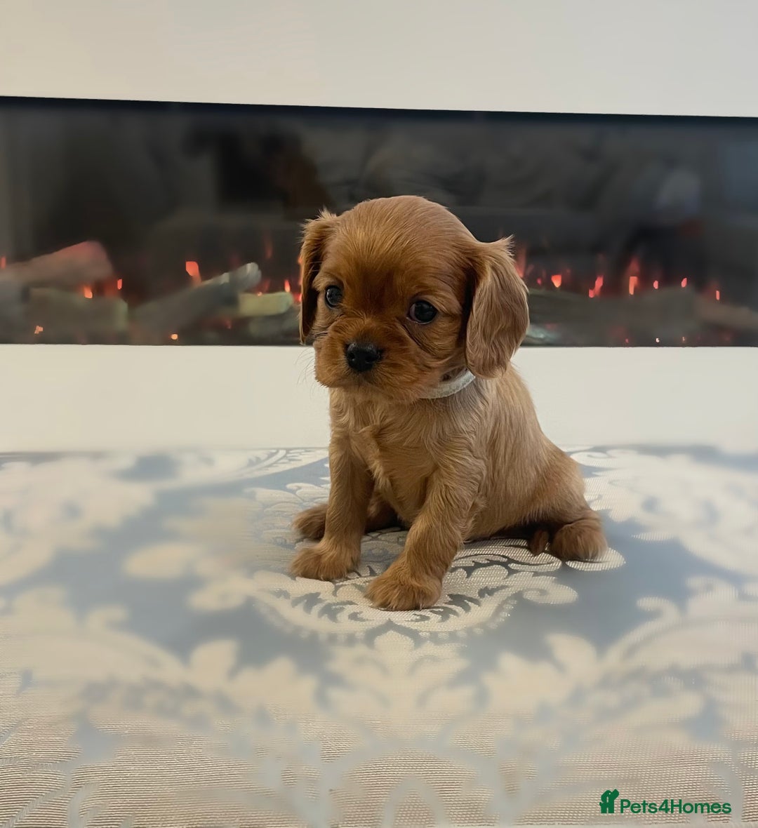 Cavalier King Charles Spaniel dogs for sale: Cavalier King Charles  - Image 1