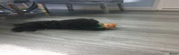Toy Poodle dogs for sale: Last boy all black  in Hull - Advert 11