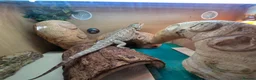 Bearded Dragon reptiles for sale: 3 year old Bearded Dragon with vivarium, lighting, - Advert 4